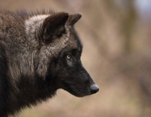 WOLVES 2026