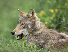 WOLVES 2026