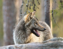 WOLVES 2026
