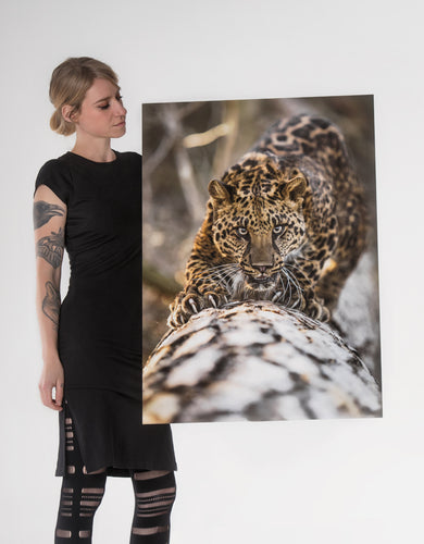 Fine Art Prints
